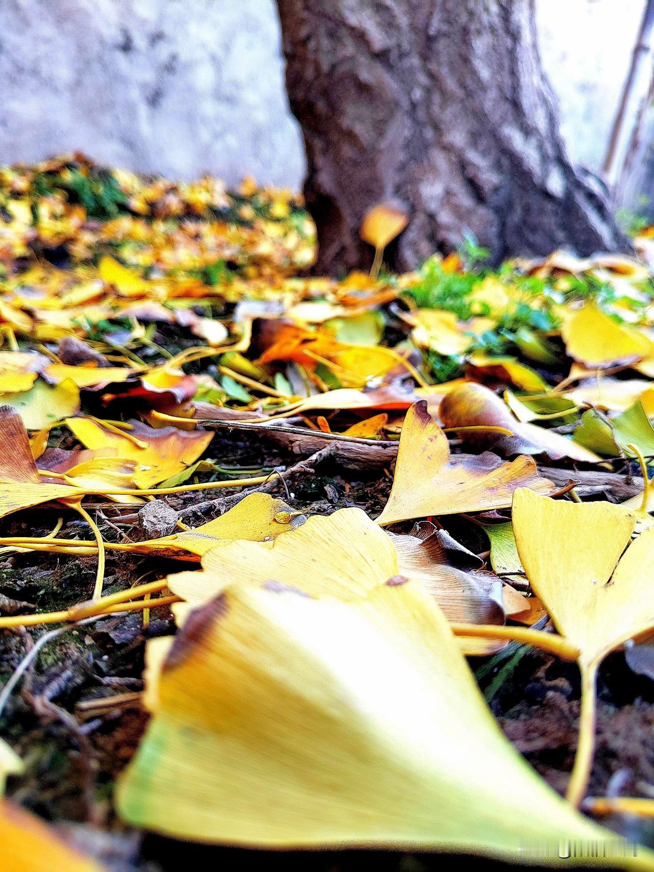 孙祝田格律诗词十首

七律·感谢秋枫老师惠赠诗词诸卷
孙祝田
秋枫大境韵悠长，佳