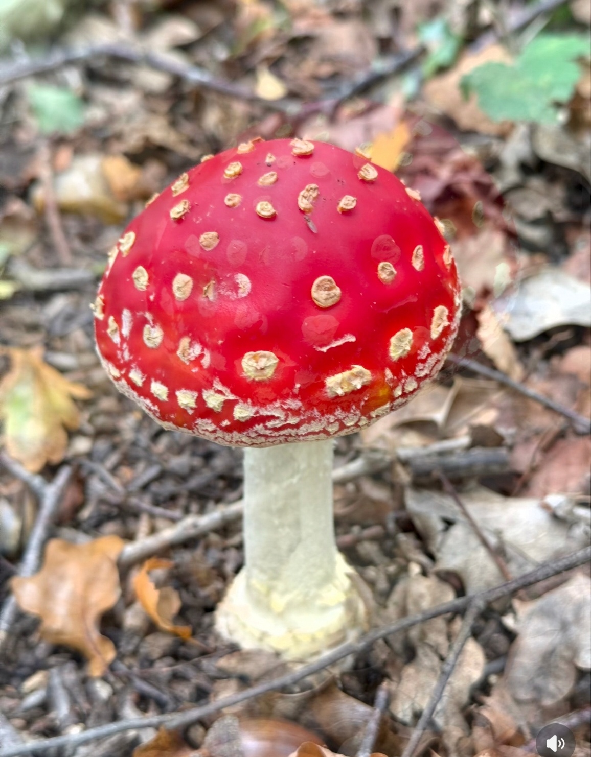 不要相信豆包识别的野生蘑菇越美丽的越致命，辨别毒蘑菇还是得谨慎一点，豆包连包子馒