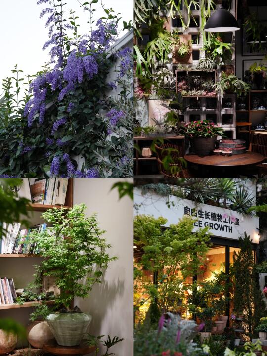 三月夏林初盛｜店铺的植物已经堆到了天花板
