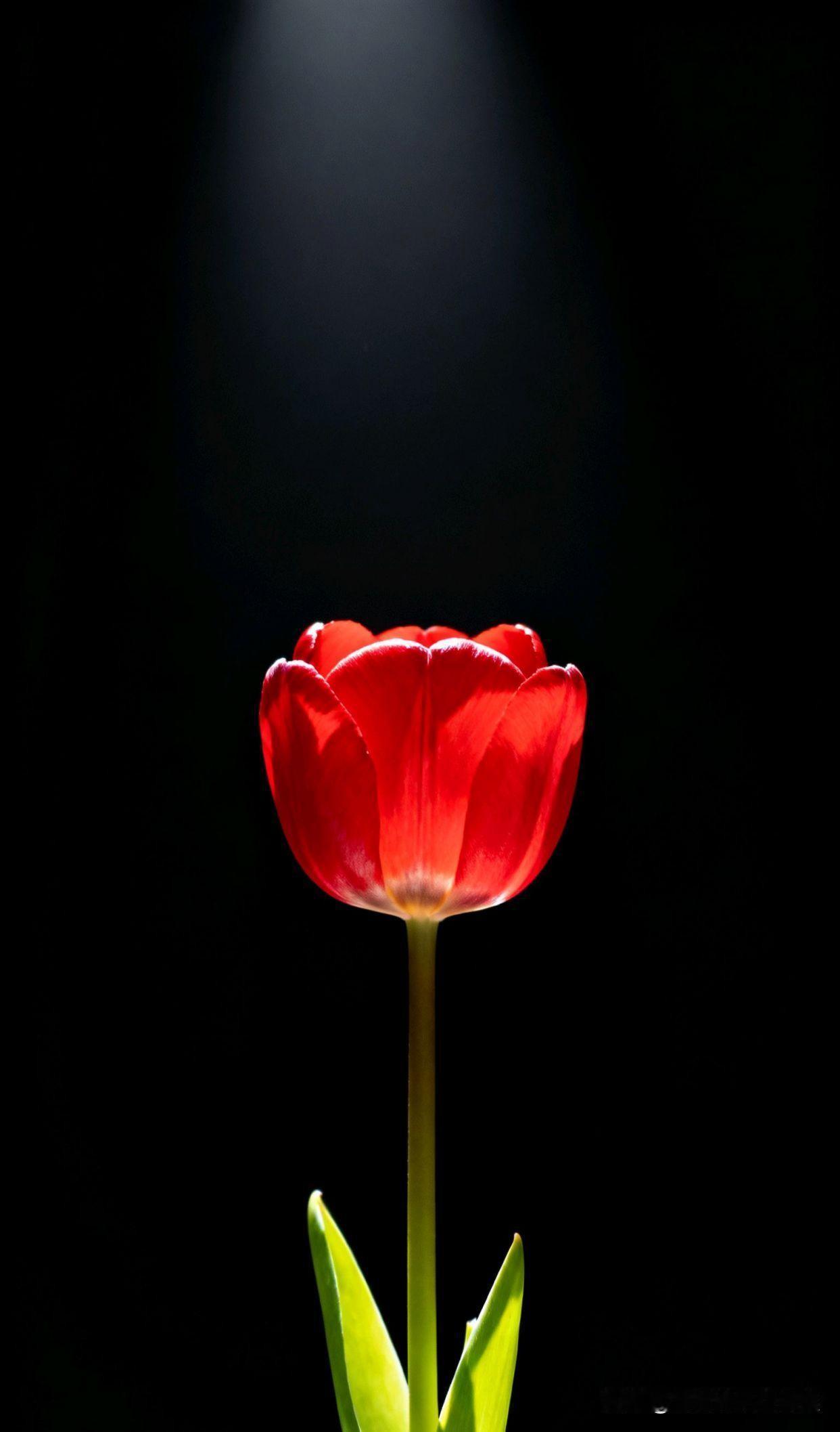 一个干净的人
并非不食人间烟火
不染世俗
而是灵魂深处有净土
思想背后有初心