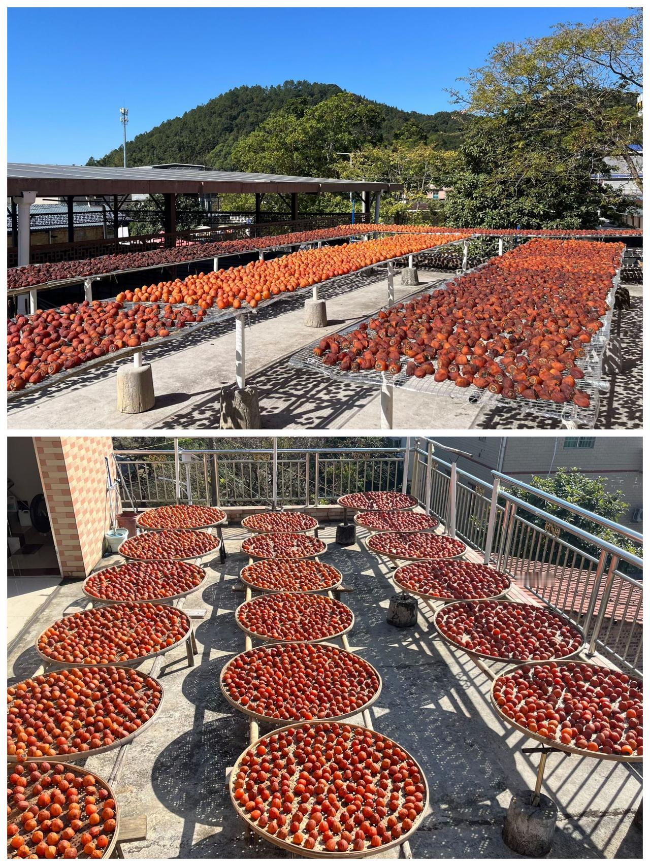 助农活动来袭！正宗从化山区鸡心无核柿子饼火热开售。采用真空包装，开袋即食，口感甜