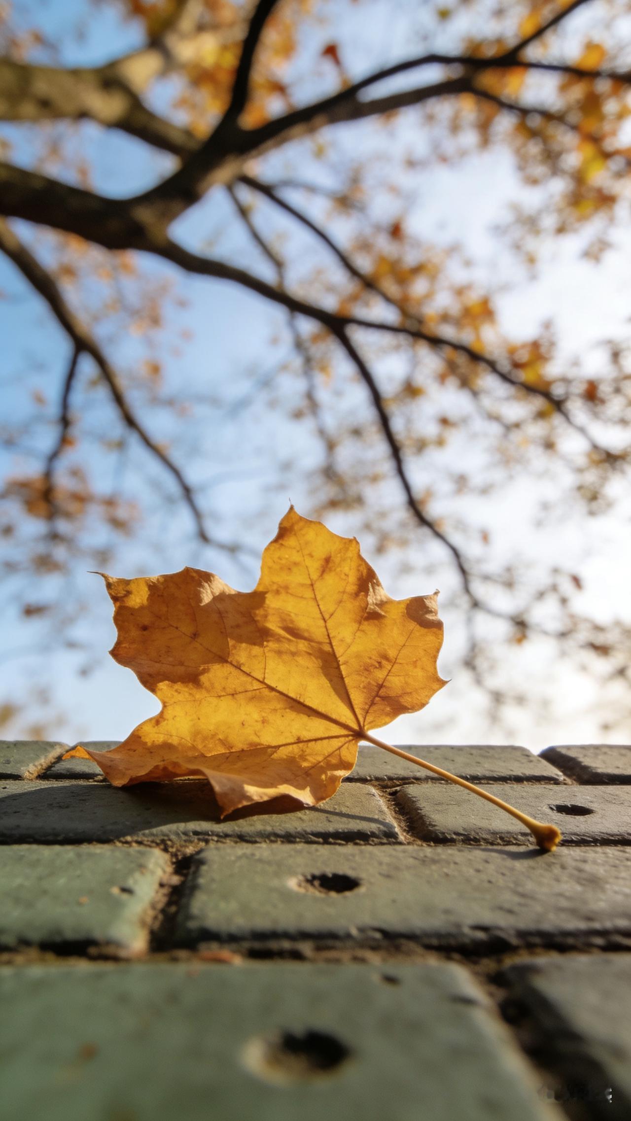 ＃一叶沉浮，一如人生起落＃
 
一片梧桐叶，在秋风里浮浮沉沉。
 
曾沐春风抽芽