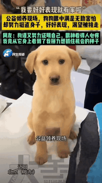 北京一场公益宠物领养现场，很多人围着展台看狗狗。其中一只小狗，安安静静坐在展台上