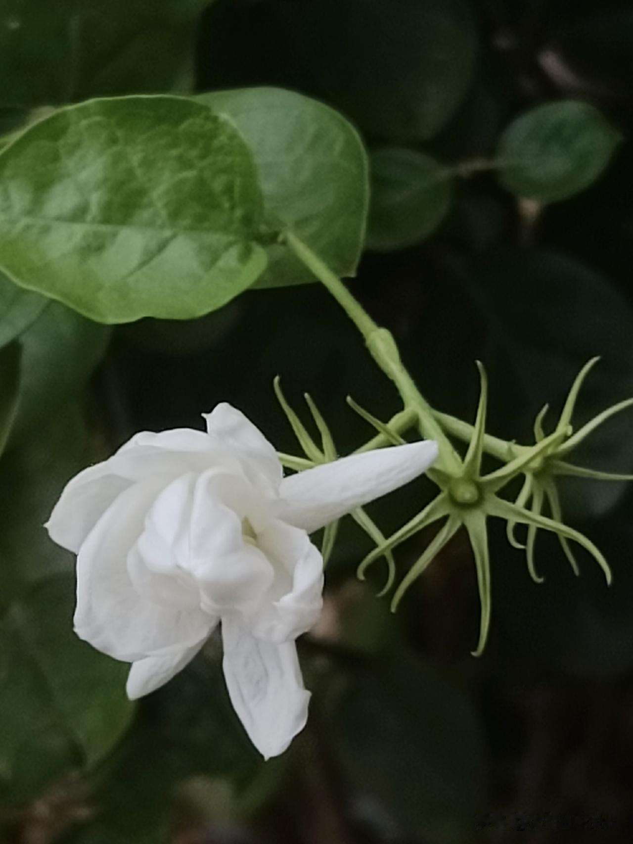 院中茉莉，花落花又开……
（图片：拍摄于2026-7-12）