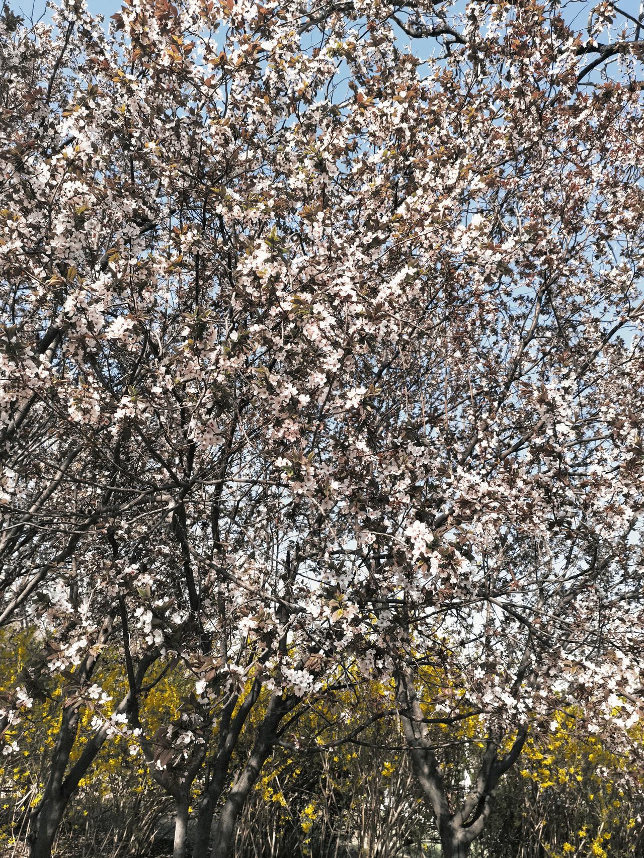 春天的美就是一种不假思索的肆意的美，那就是顽强的生命力啊！大自然真了不起，春去冬