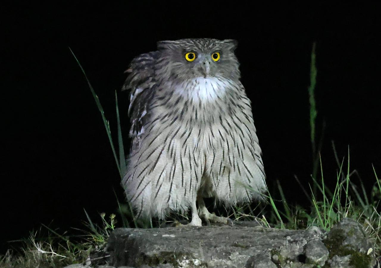 姜家寨的夜神！
国家二级保护动物褐渔鸮或许正是腾冲姜家寨的守护神。摄于冬夜里。鸟