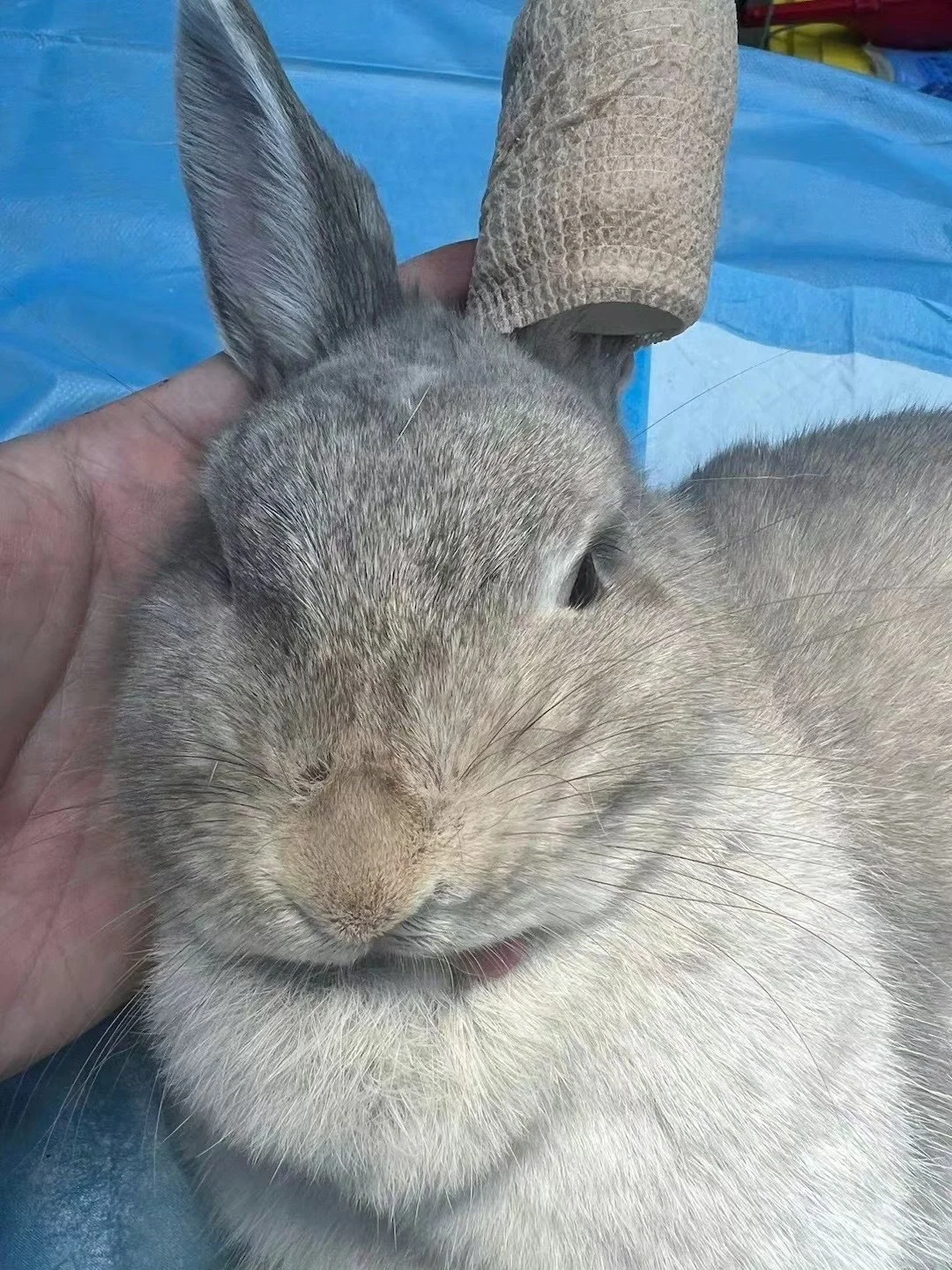 兔兔其实比猫狗更需要绝育