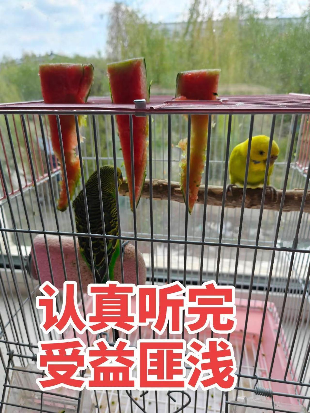 听完再说吃不吃。🍉鹦鹉吃西瓜？先别急喂！这操作90%人做错⚠️养鸟党速看！