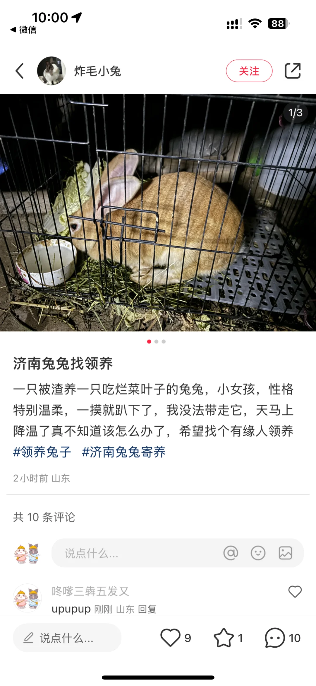 济南兔兔找领养