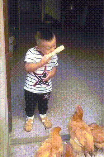 小鸡是会找重点的 ​​​
