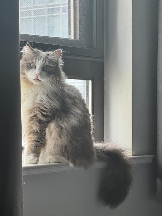 没有猫猫能抗拒窗台