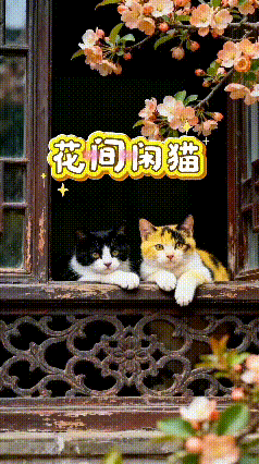 刷到这段画面，越看越觉得舒心。
古窗旁花枝舒展，两只小猫安安静静守在窗边。毛发打