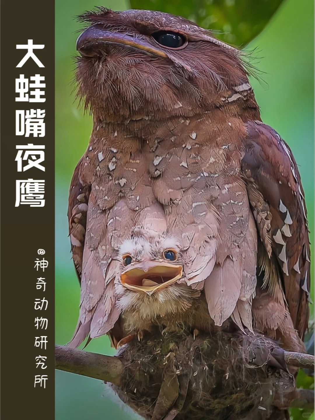 每天了解一种趣味动物👀大蛙嘴夜鹰