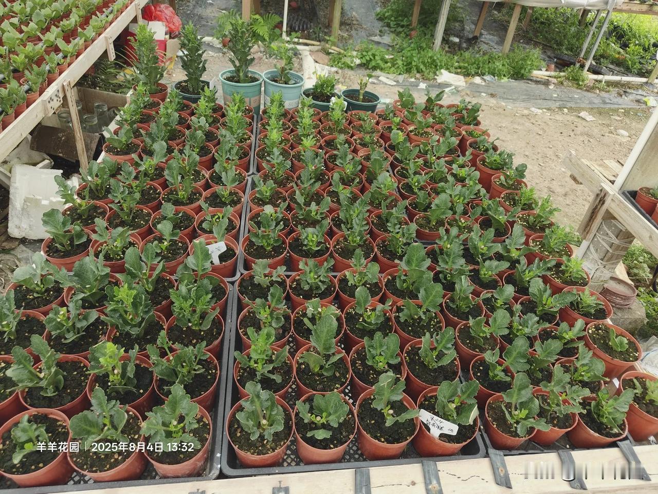 能不能分享一下你养的长寿花?我的奇异橙打顶了