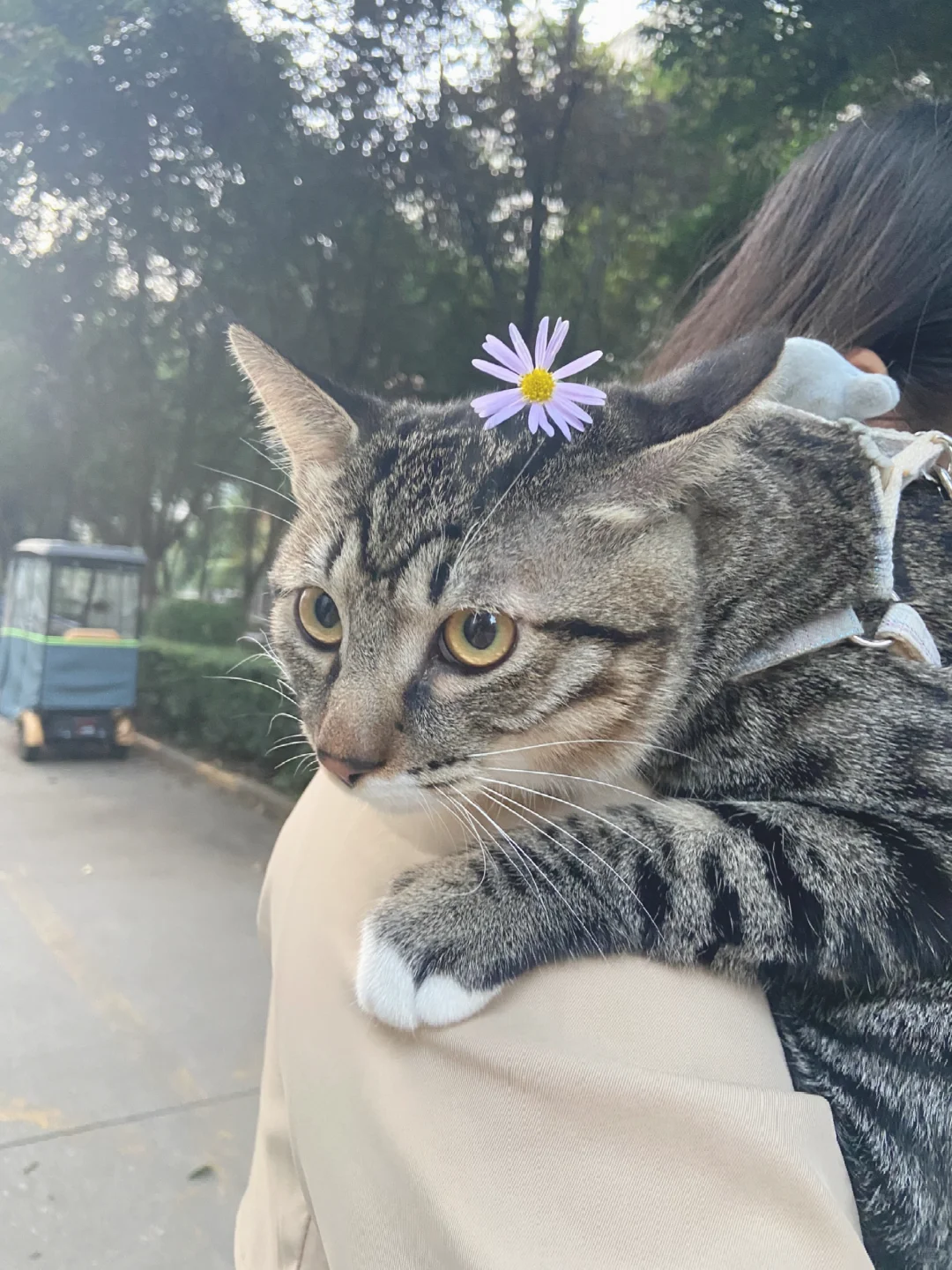 活力满满的怂猫