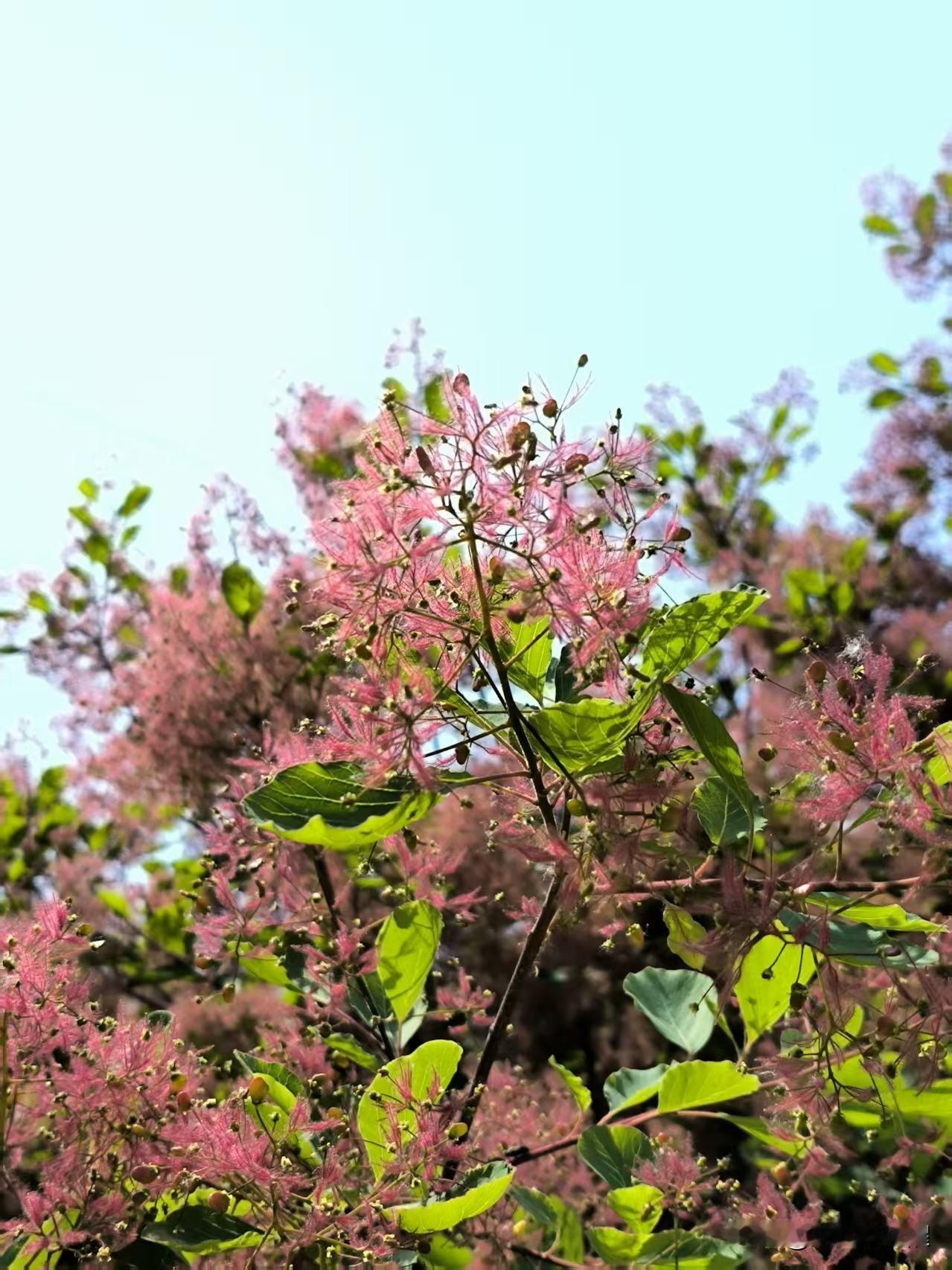 人民公园的黄栌树开花了，粉红一片似彩霞。
前两天看着还是绿色，这两天可能是天气热