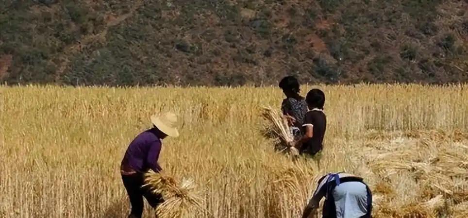 北大博士“王福重”发声：为何一再呼吁农民，不要用收割机割麦子，却坚持说这是保护环