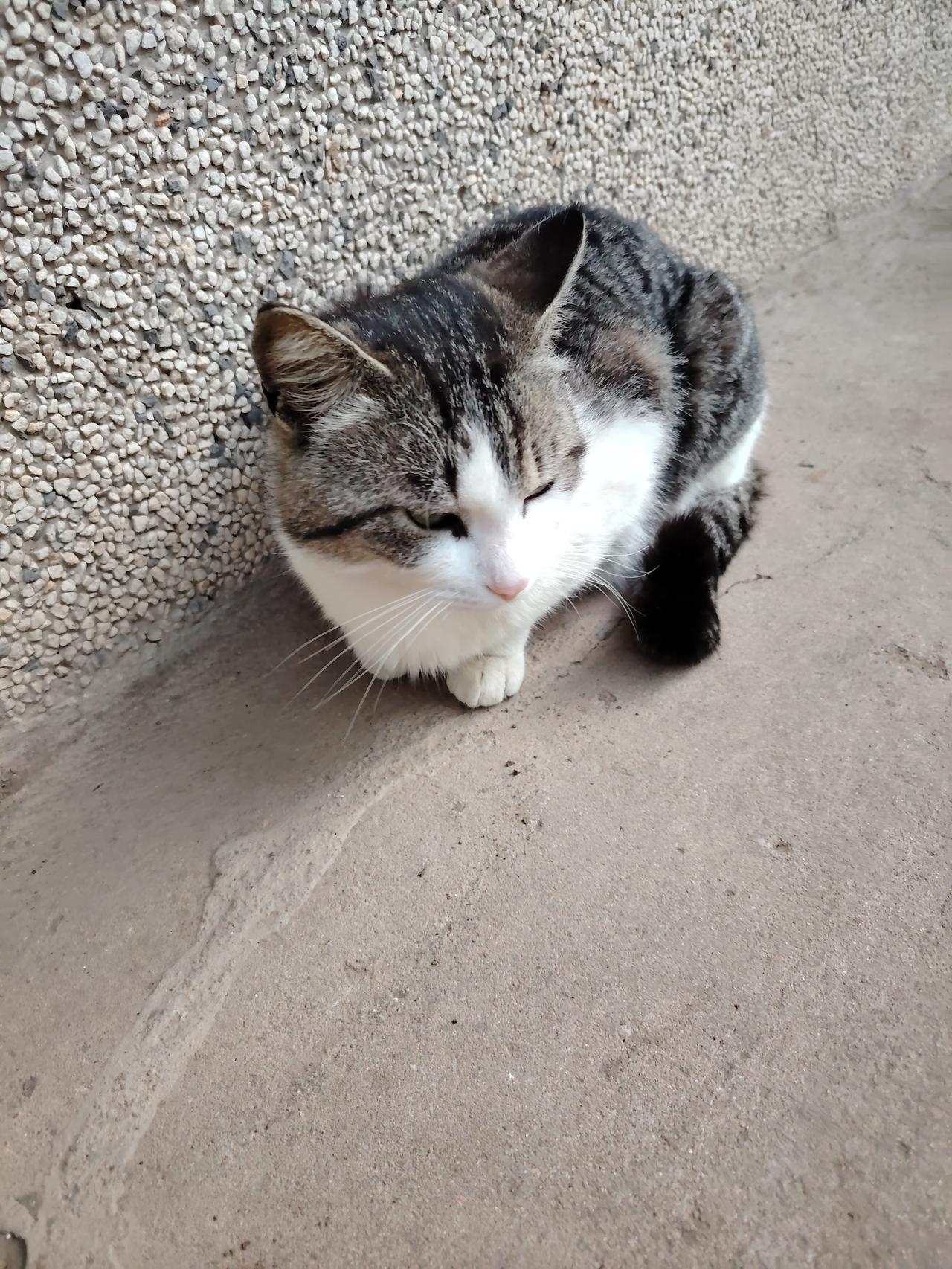 喜欢和人逗乐的猫咪