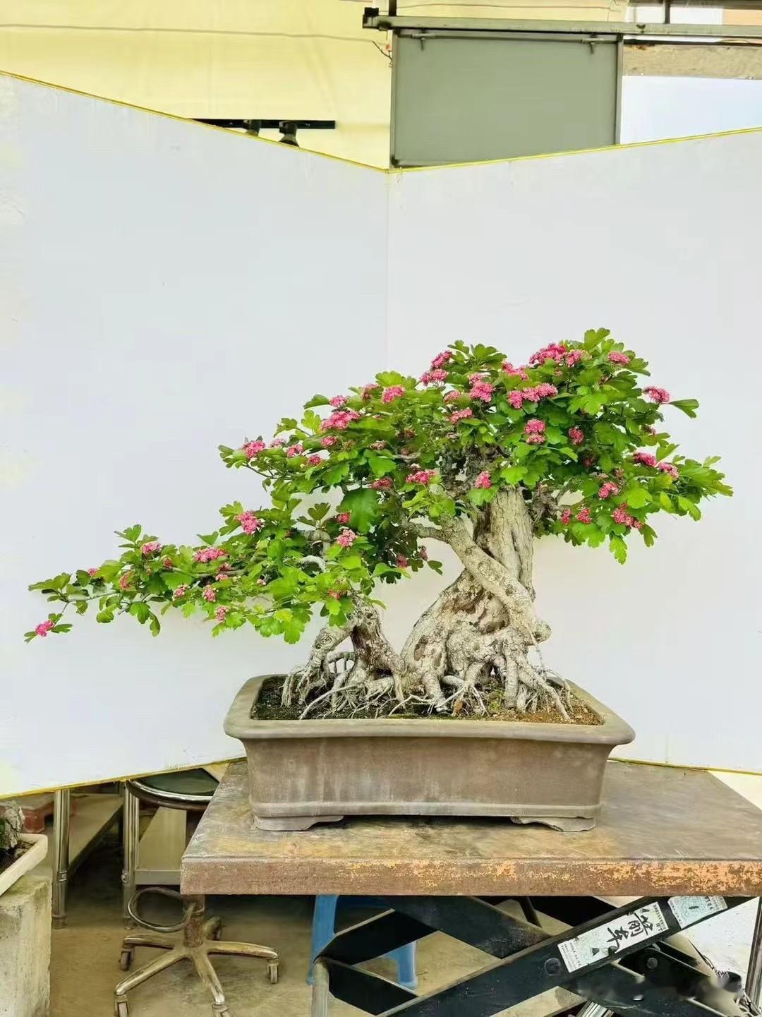 粉花映碧瓦，古韵入诗行。姬山楂盆景山楂树之山楂 山楂红又红 山楂花头