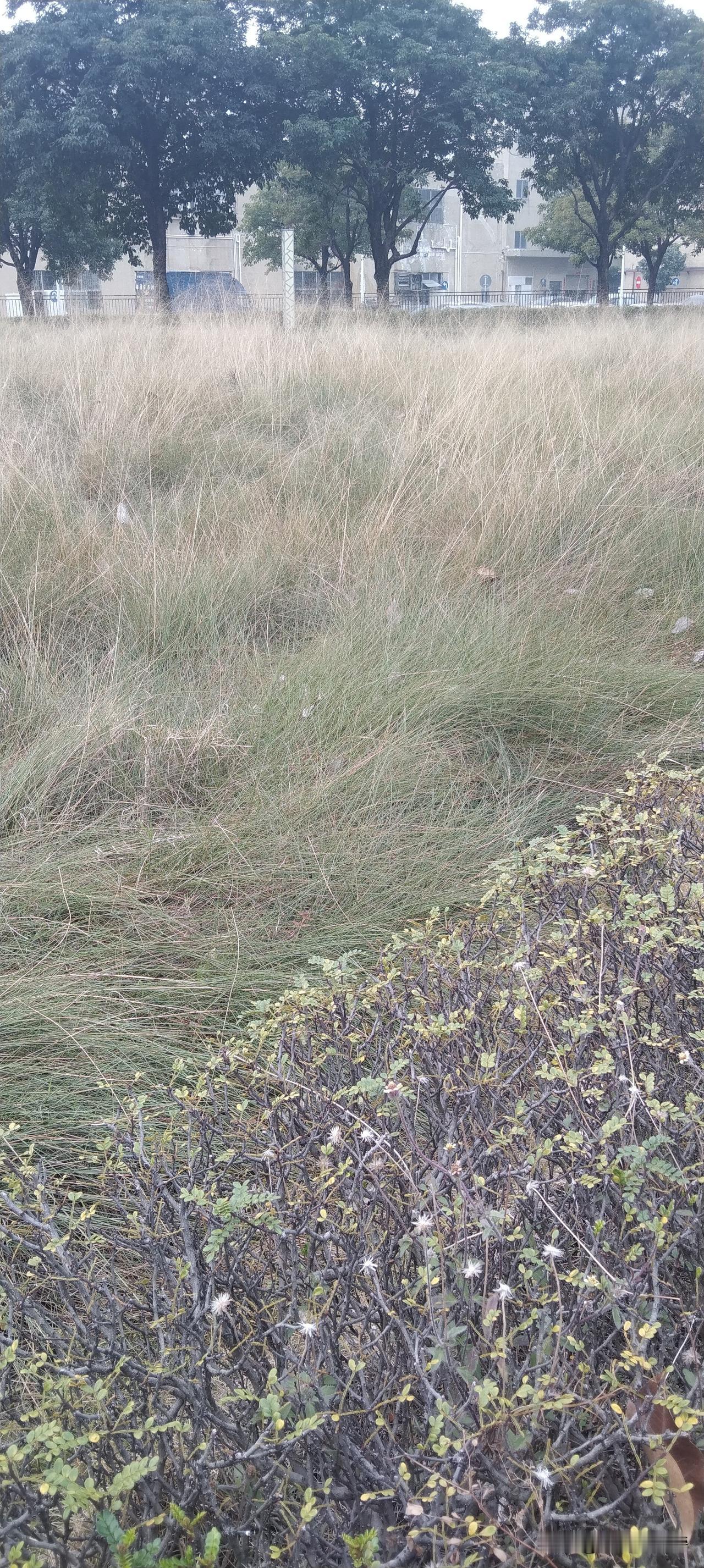 传说中社会主义的草