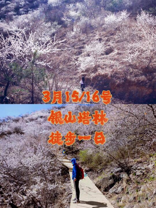 银山塔林穿越桃花秘境🌸新手友好徒步天花板