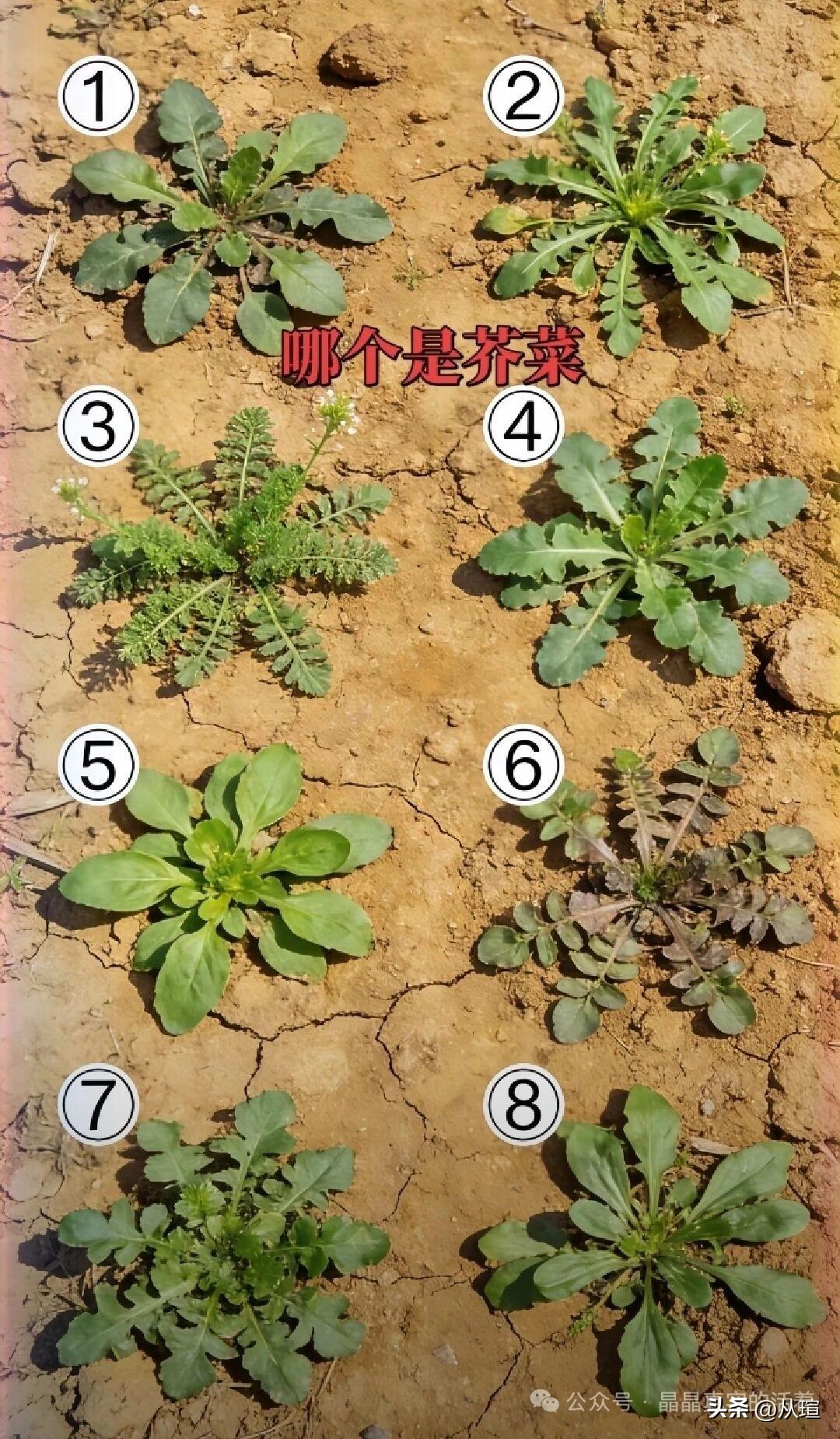 春暖花开时，又到了挖野菜的季节挖野菜