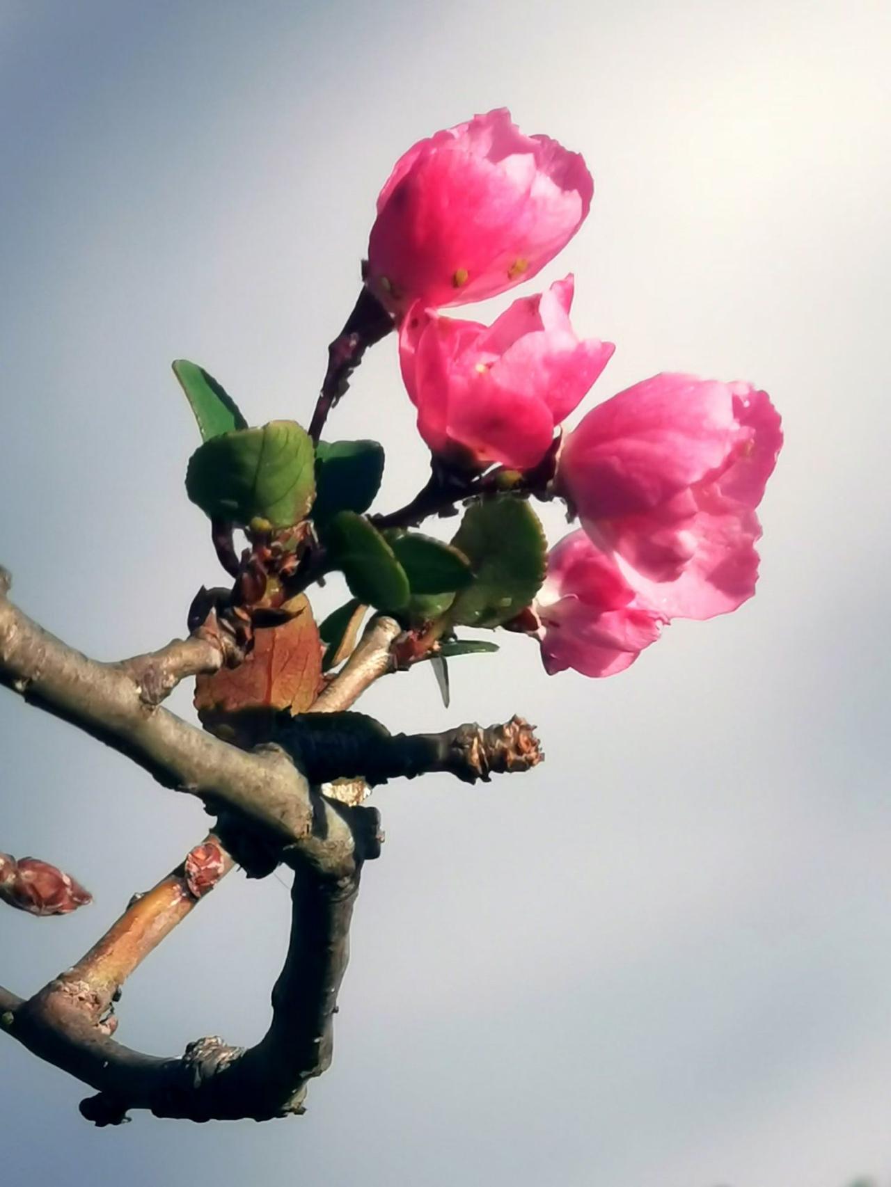 它是春天最懂低头的花，将所有美好，都化作倒垂的风景...