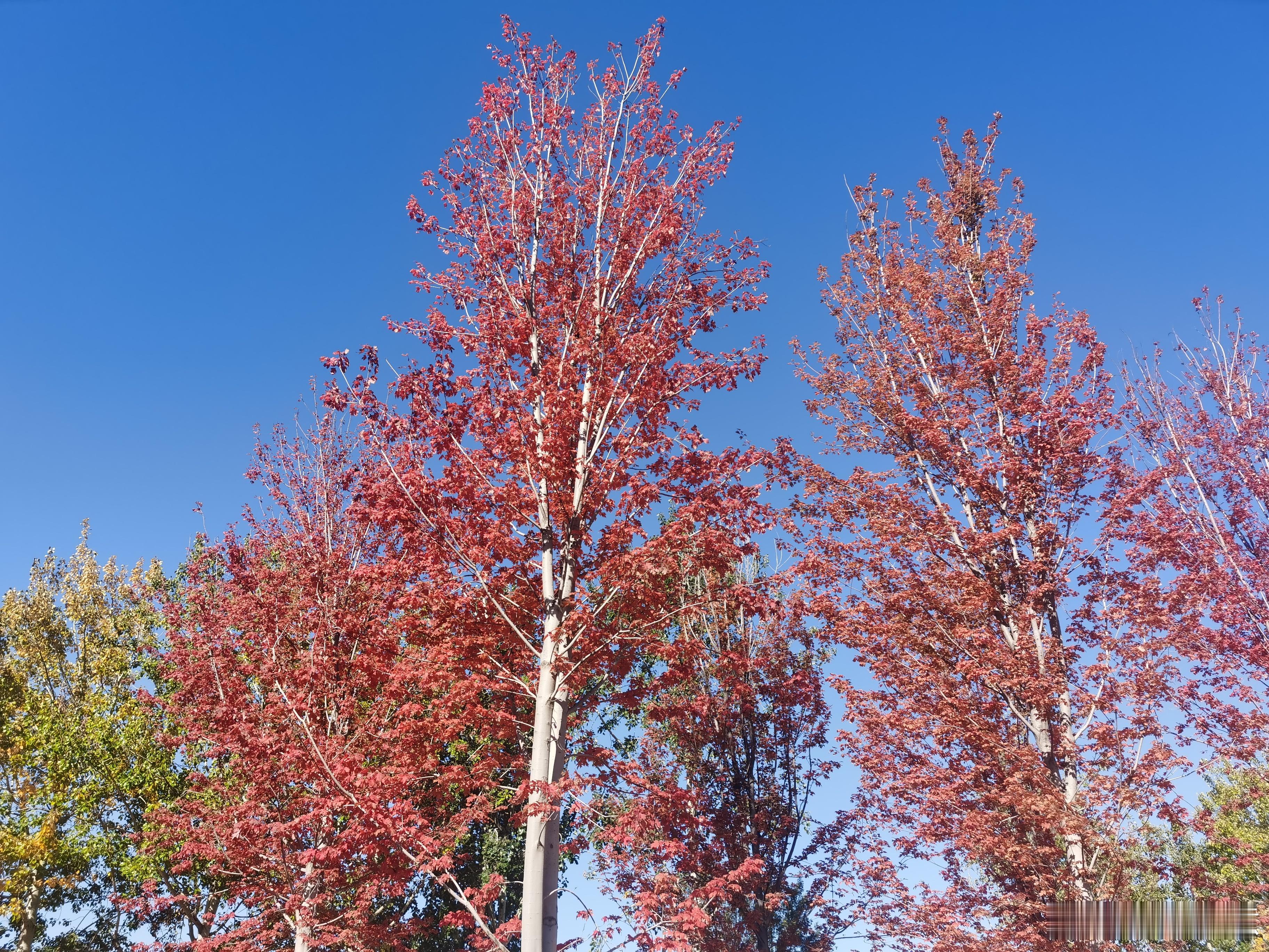 为什么广东话叫“粤语”而山东话没有叫“鲁语”、河南话没有叫“豫语”、四川话没有叫