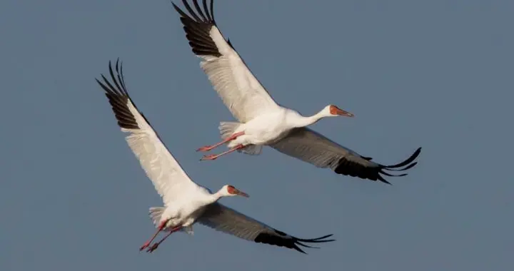 半岛新闻客户端 白鹤亮翅！胶州湾湿地成鸟类天堂，5种极危鸟类都能在这里看到