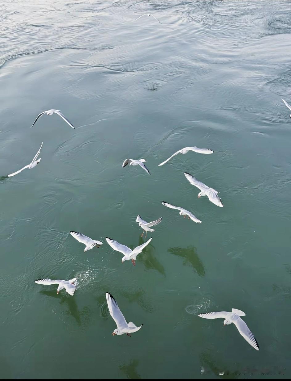 微风不燥，阳光正好
近日，重庆多地迎来西伯利亚的朋友“红嘴鸥”，被市民朋友们亲切