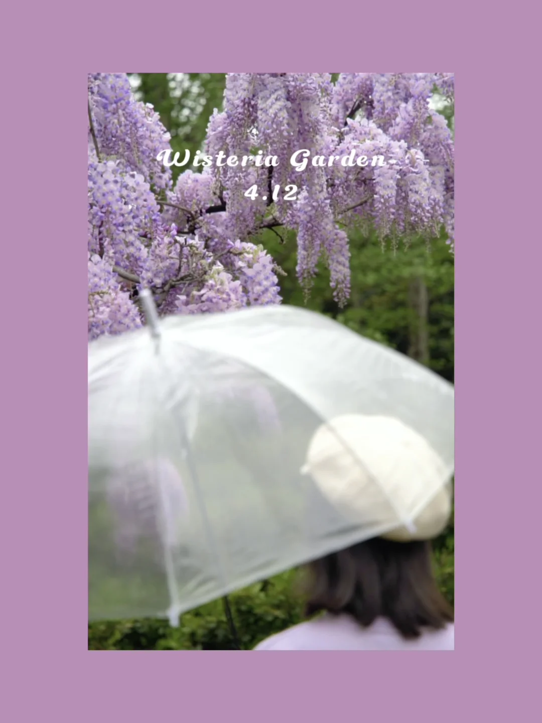 colorwalk｜4.12紫藤园实拍，今天我purple