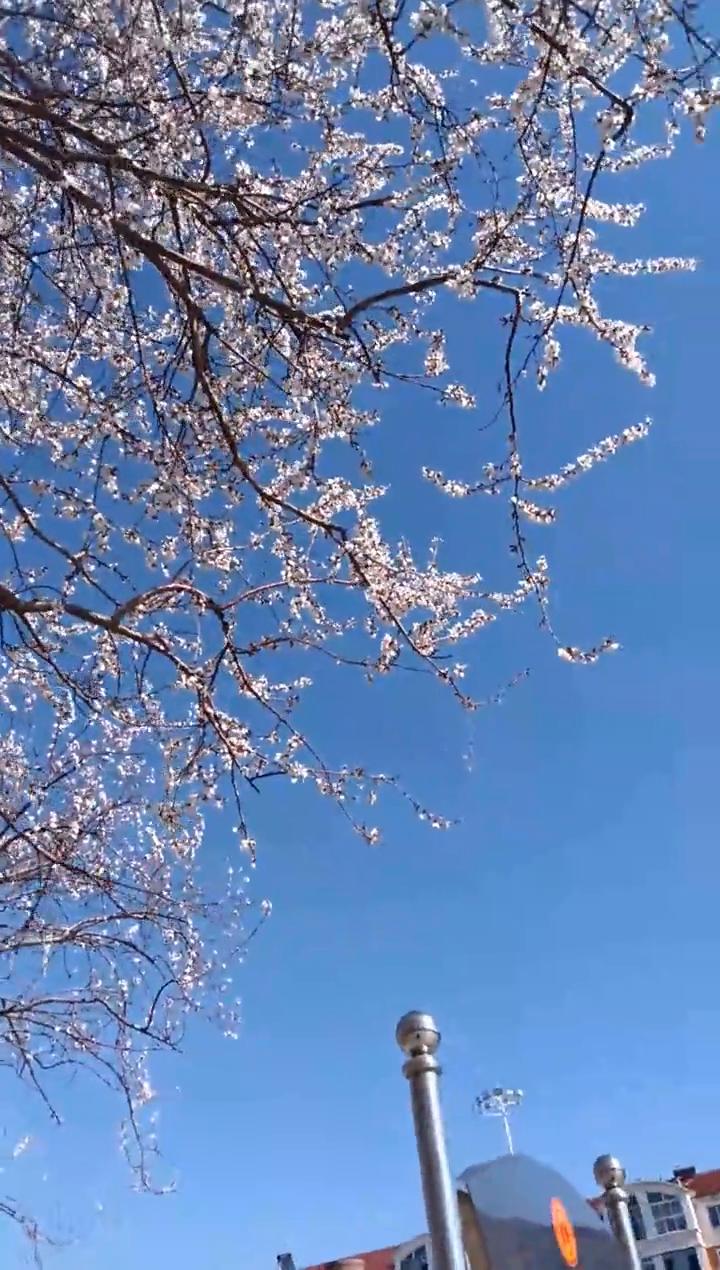 他说啥我都明白，你看这景多好，我就不照，桃花星好看。