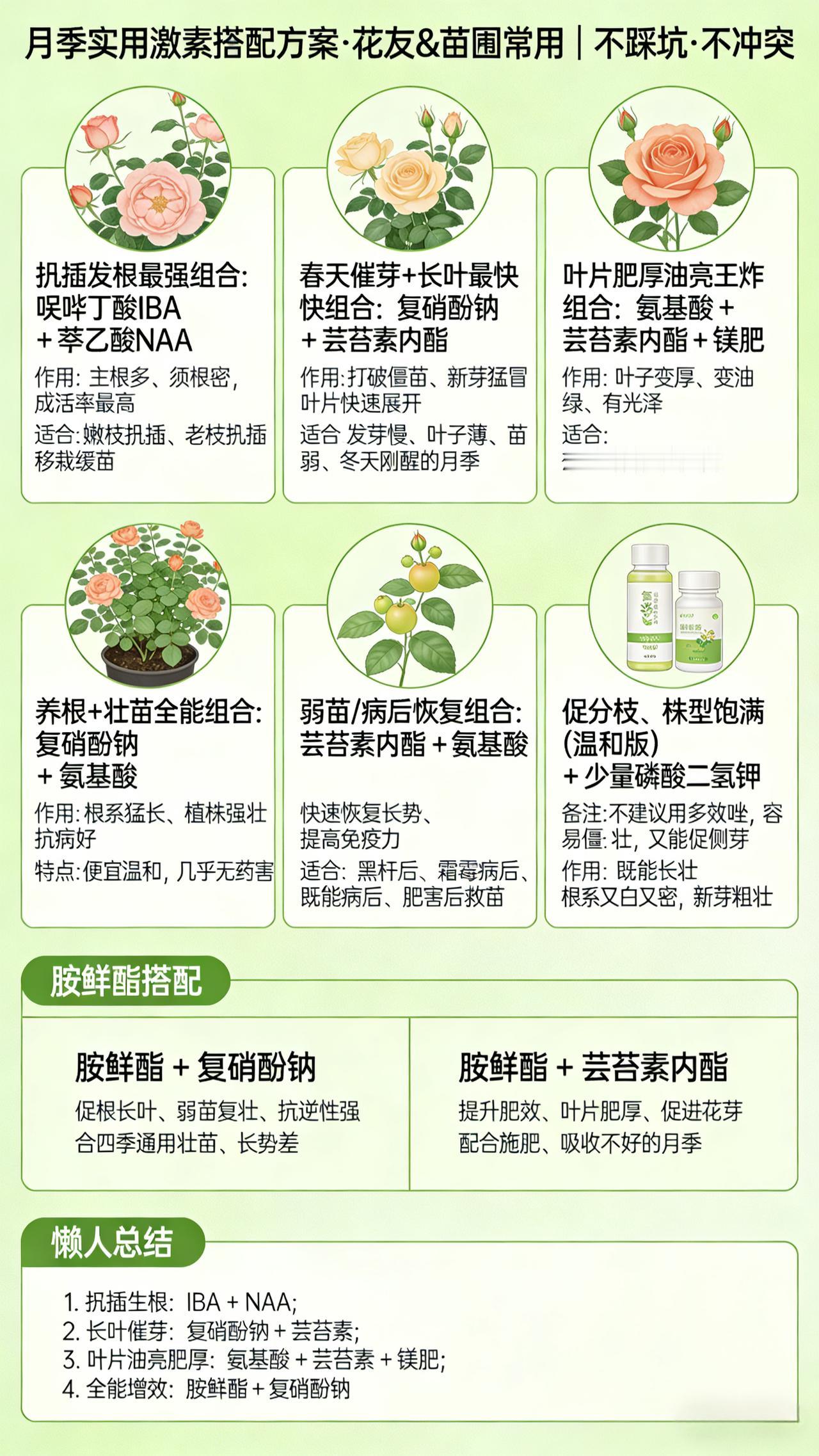 月季激素搭配｜苗圃不传的养根壮苗秘方月季养护  养花小技巧 月季施肥