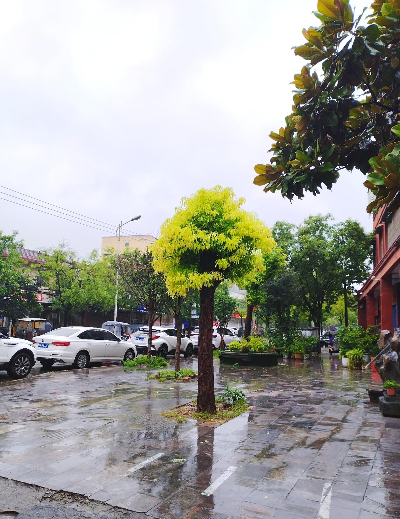 今天豫东沈丘又下雨了，上午去超市购物，步行到交通东路与长春路交叉口，看到雨后的树