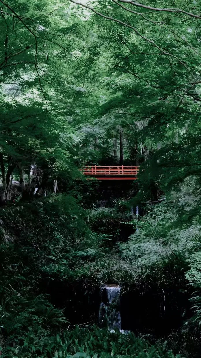 还有谁，喜欢这种绿野仙踪🍃