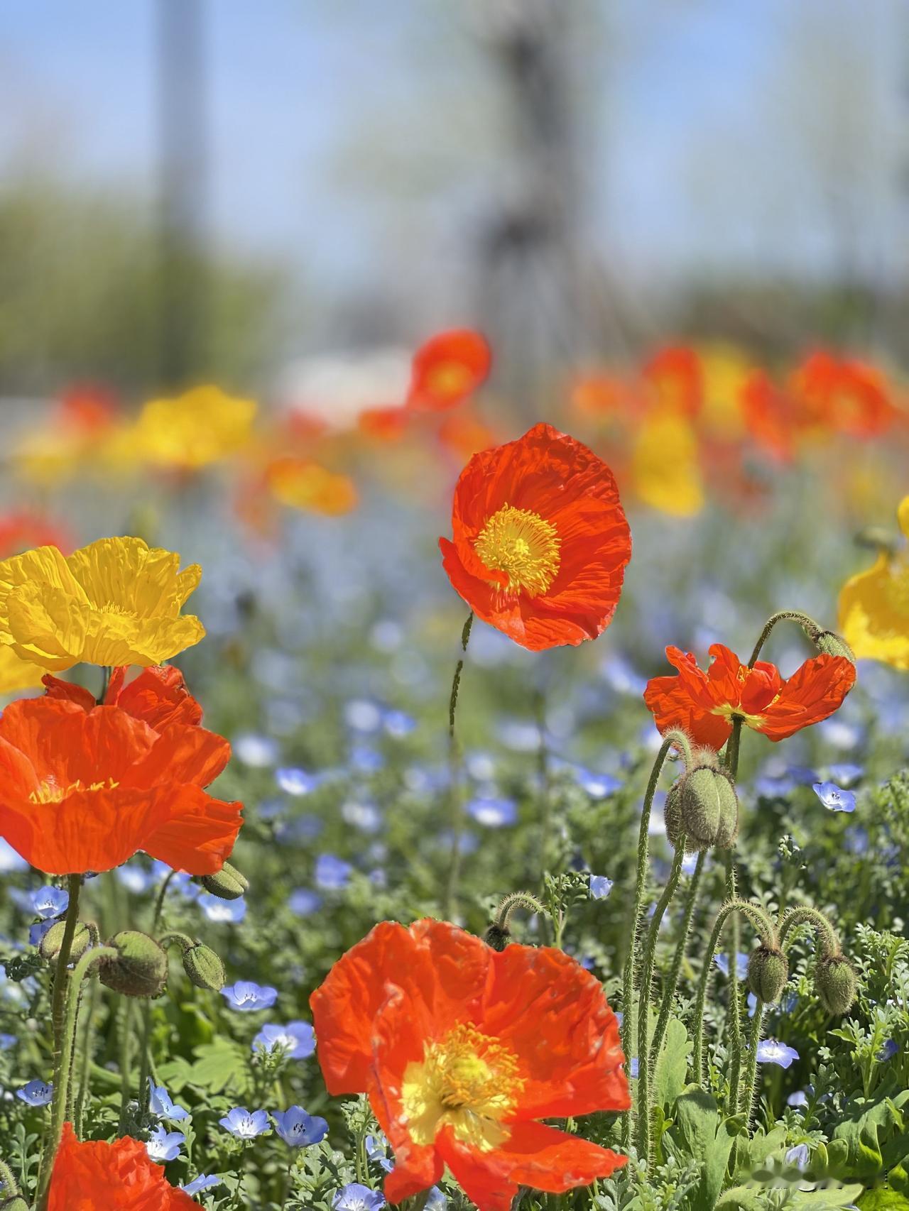 虞见美人
不张扬，不喧嚣
却美得如此惊心动魄
每一片花瓣都像是精心雕琢的艺术品