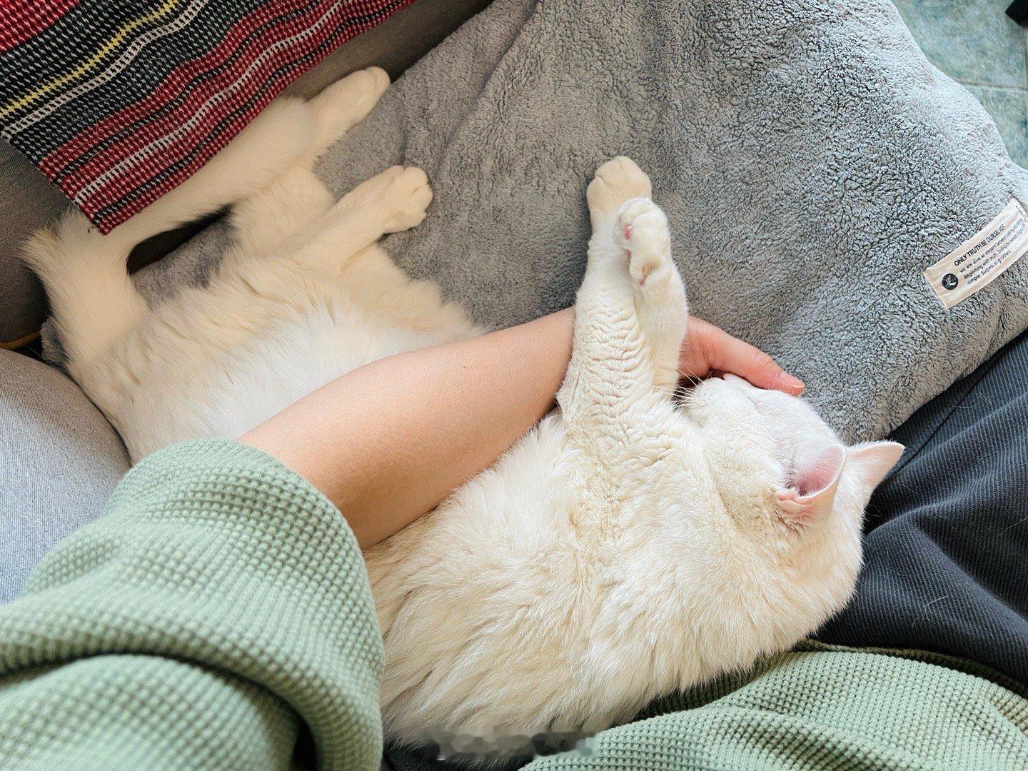 離開兩貓兩個星期，還好有好鄰居們幫忙照顧，真心感謝～～回家第一件事就是吸吉頭和蝦