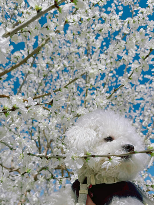 🌼小狗也喜欢的春和景明