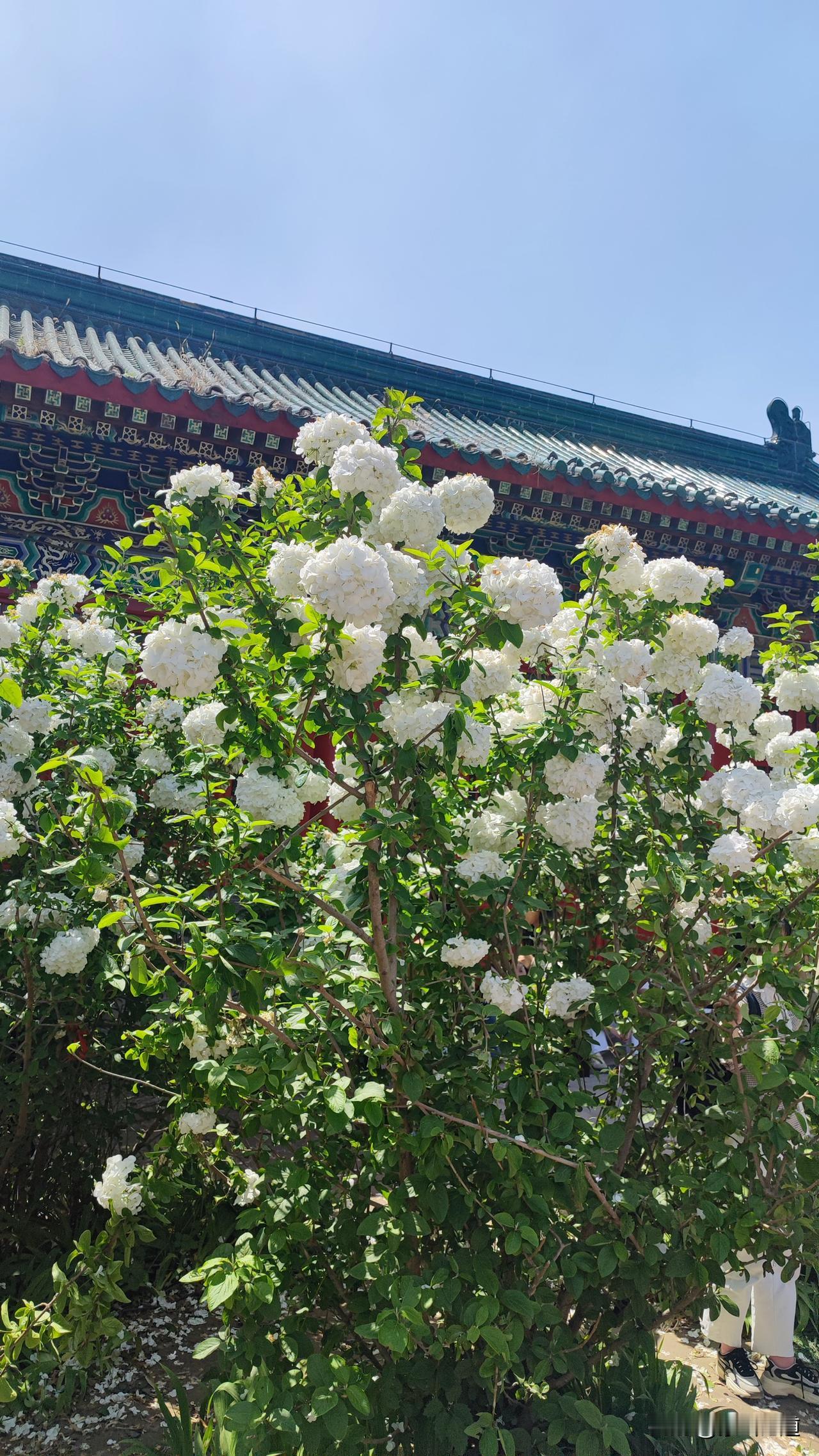 晒图笔记大赛到牡丹园去看牡丹，但是牡丹花已经败了，拍到了一种白色的花，这是什么花