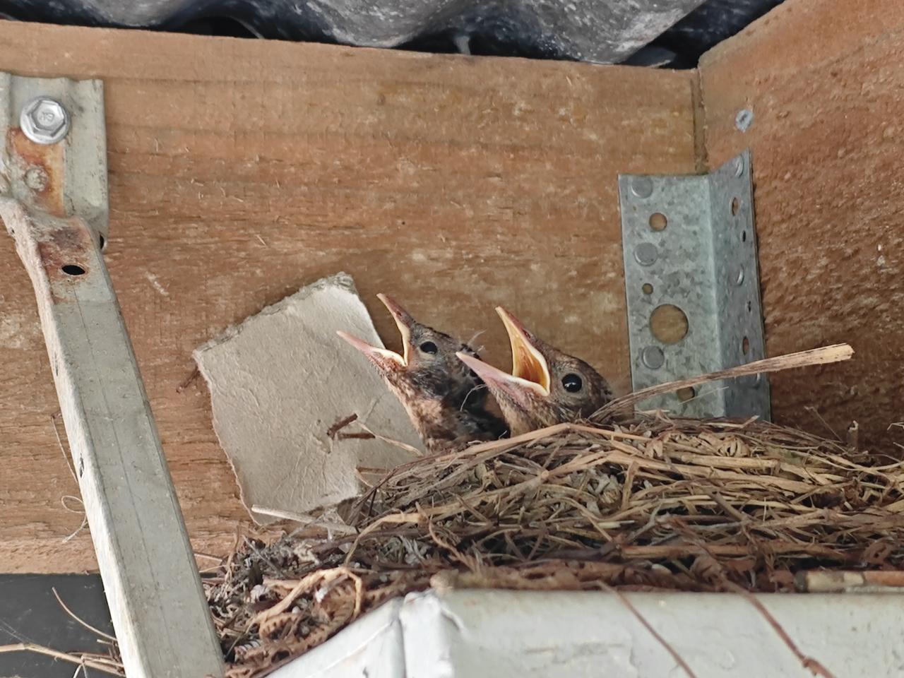 小鸟一家飞走了！

自从两个月前在室外的车库发现了这个新西兰黑鸟的鸟窝以后，就一