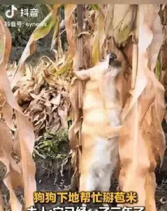 这是成精了？

 
10 月的黑龙江秋风似刀，成片枯黄的玉米海里满是刺耳的摩擦声