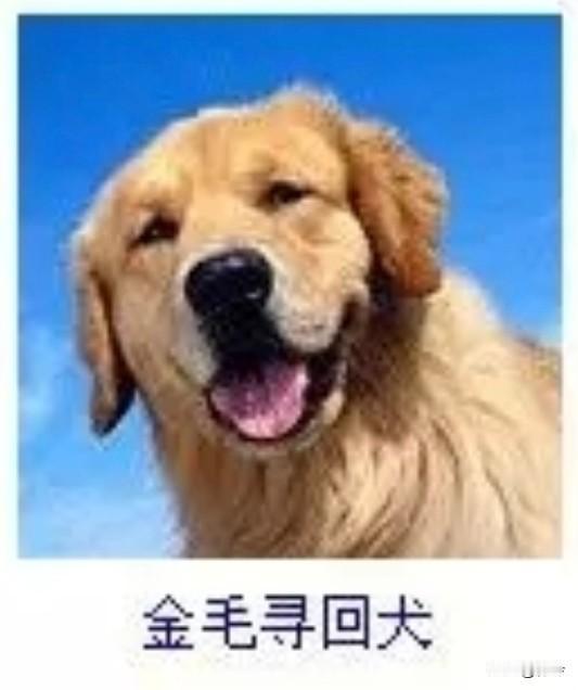 菩萨蛮45·金毛寻回犬
       茸毛暖若金波漾，晴光沐处娇眸亮。舌吐晚霞红