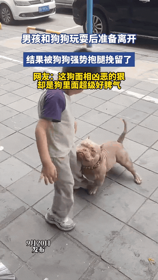 小男孩和狗狗玩够了，准备转身回家。没想到这只看着面相很凶的狗狗，直接上前抱住男孩