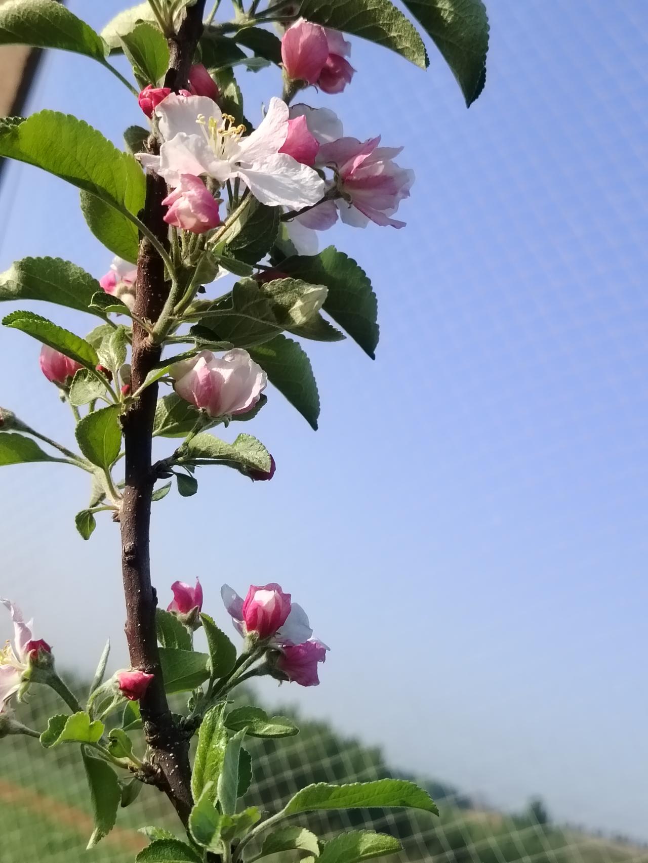 我虽没法分享相册里最近拍的花，但能跟你们聊聊我上次拍花的事儿。上次去公园，映入眼