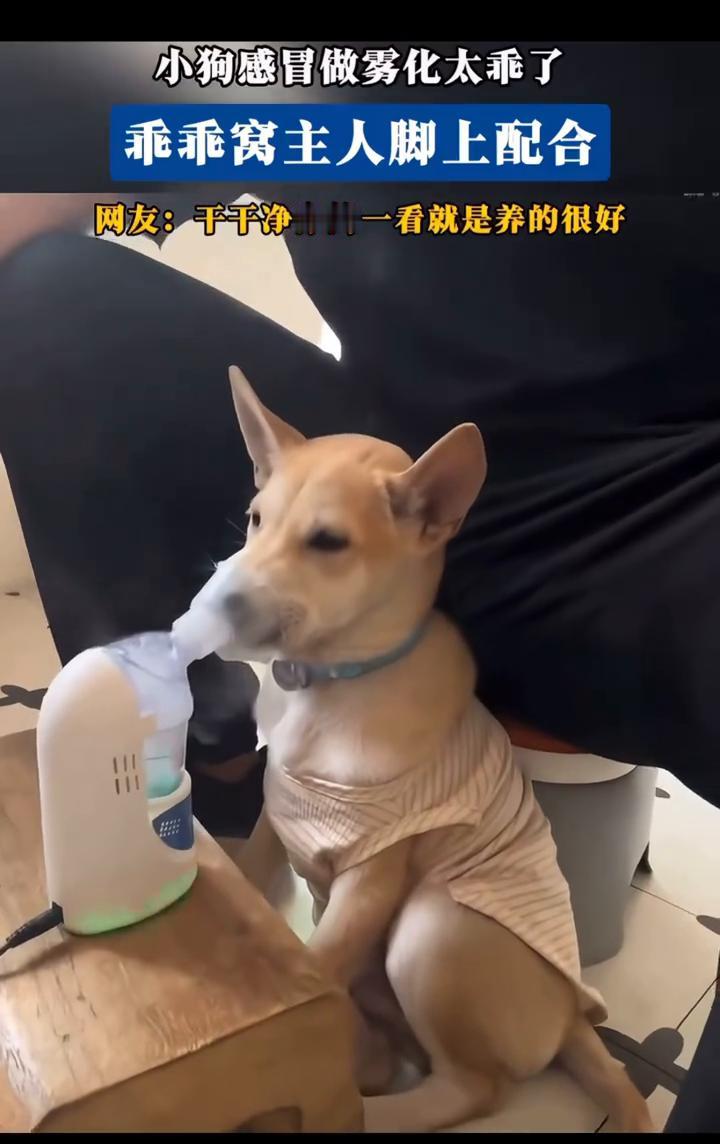 小狗感冒做雾化太乖了，乖乖窝主人脚上配合。
网友：干干净净的一看就是养的很好。