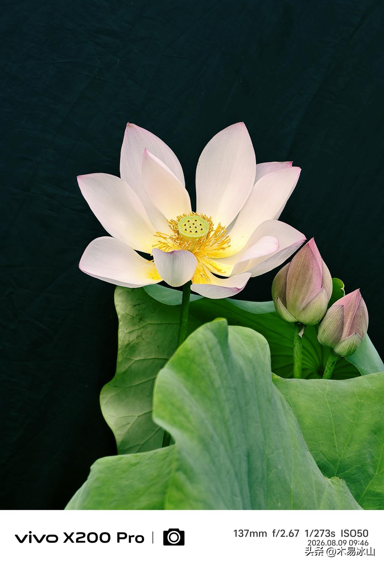 入秋的北京，天气逐渐凉爽下来，莲花池公园的荷花，竞相开放，随手一拍，令人喜爱。莲