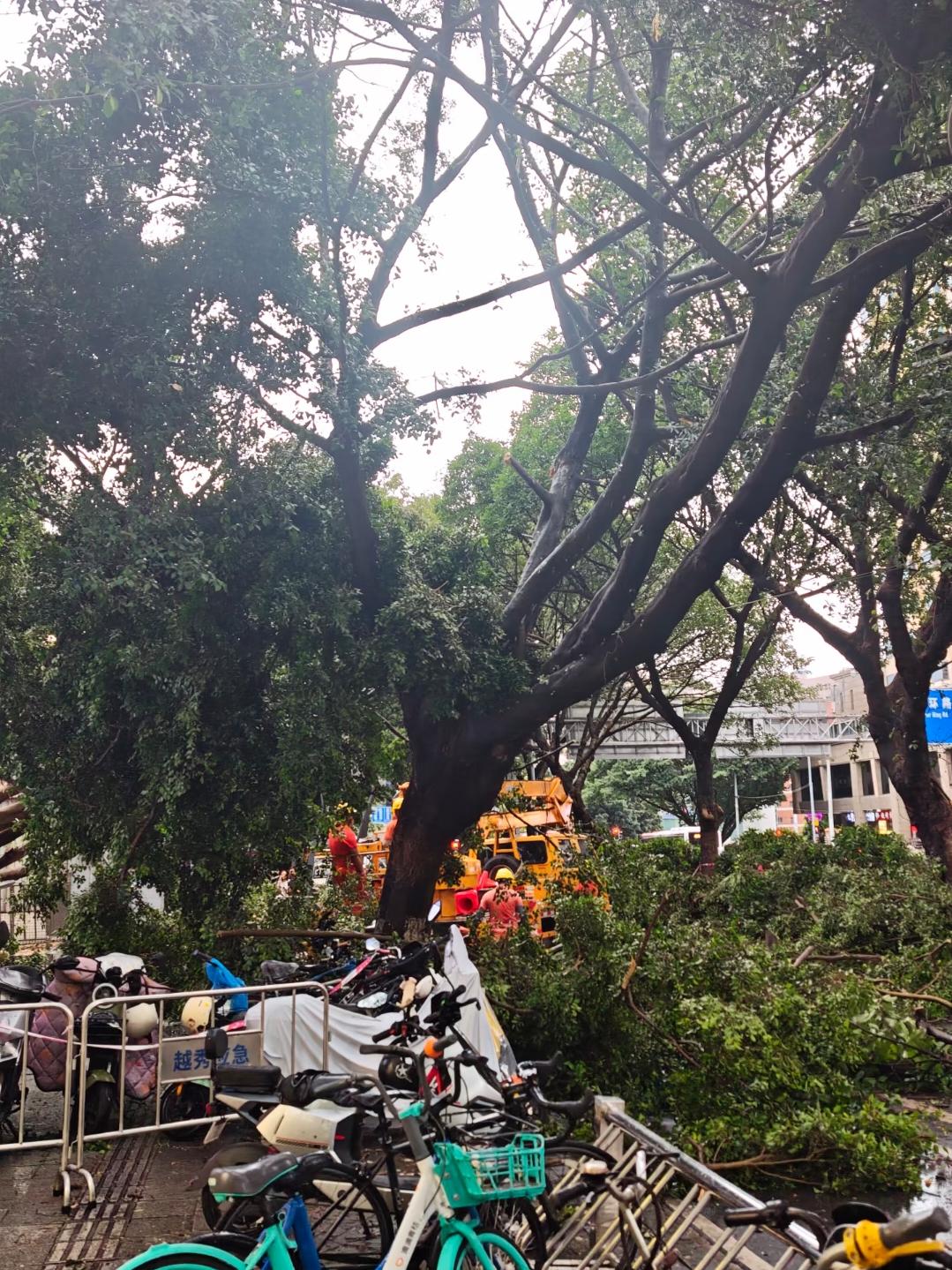 今天(7月3日)，暴雨后，广州越秀区区庄立交大树倒下了。
 广州身边事 广州资讯