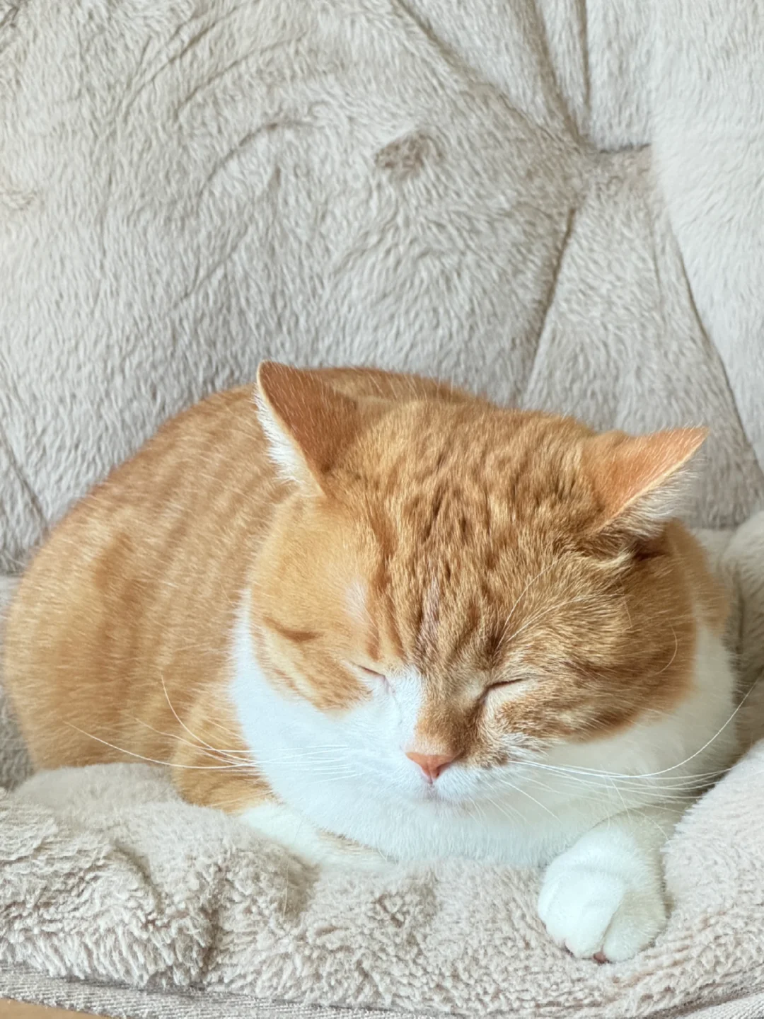 松松软软小面包