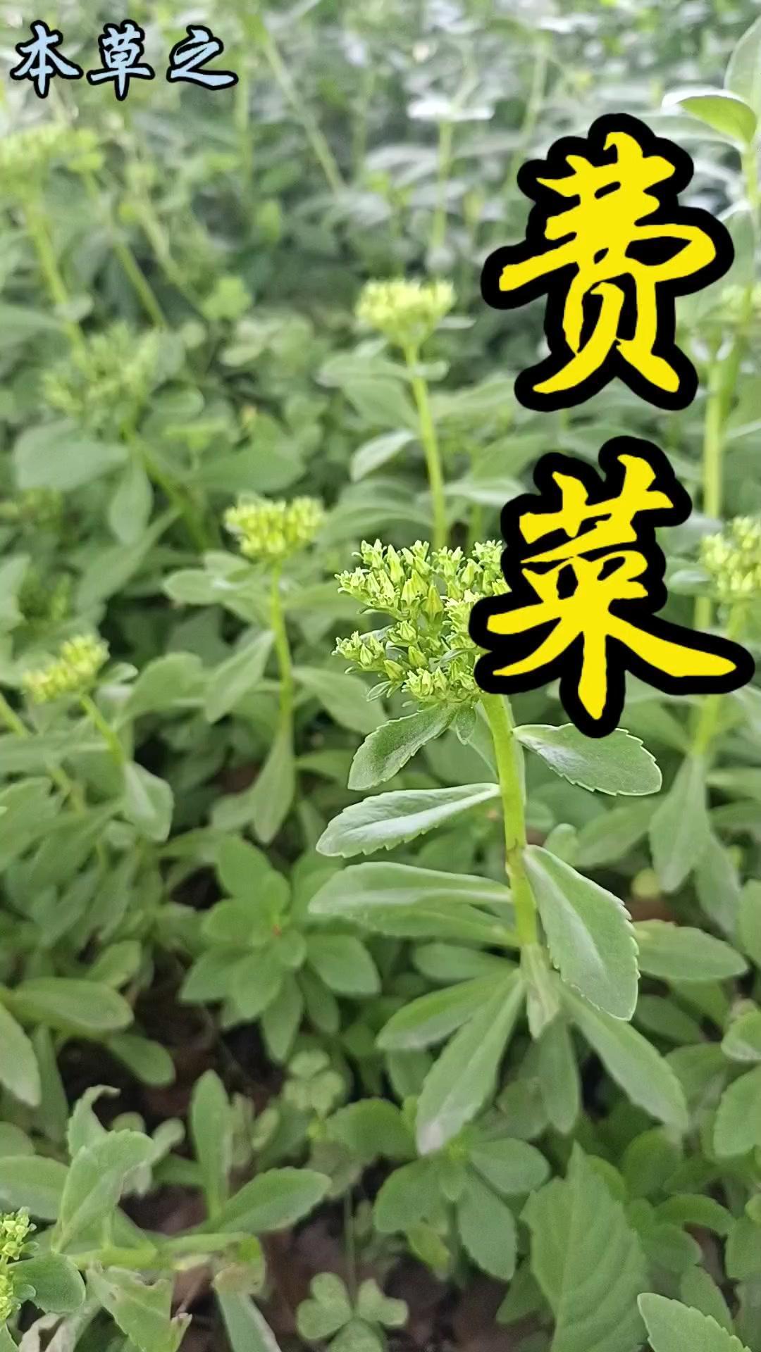 费菜是种浑身是宝的宝藏植物，它有土三七、养心草、金不换等很多别名，每个名字都体现