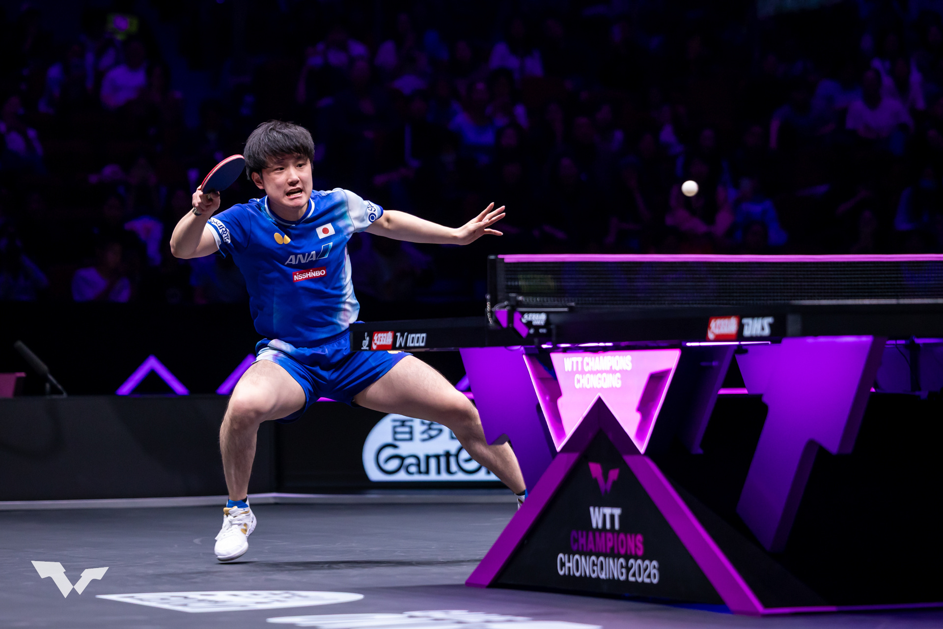 张本智和张本智和wtt重庆冠军赛2026 📷男单R16图集cr:wtt 